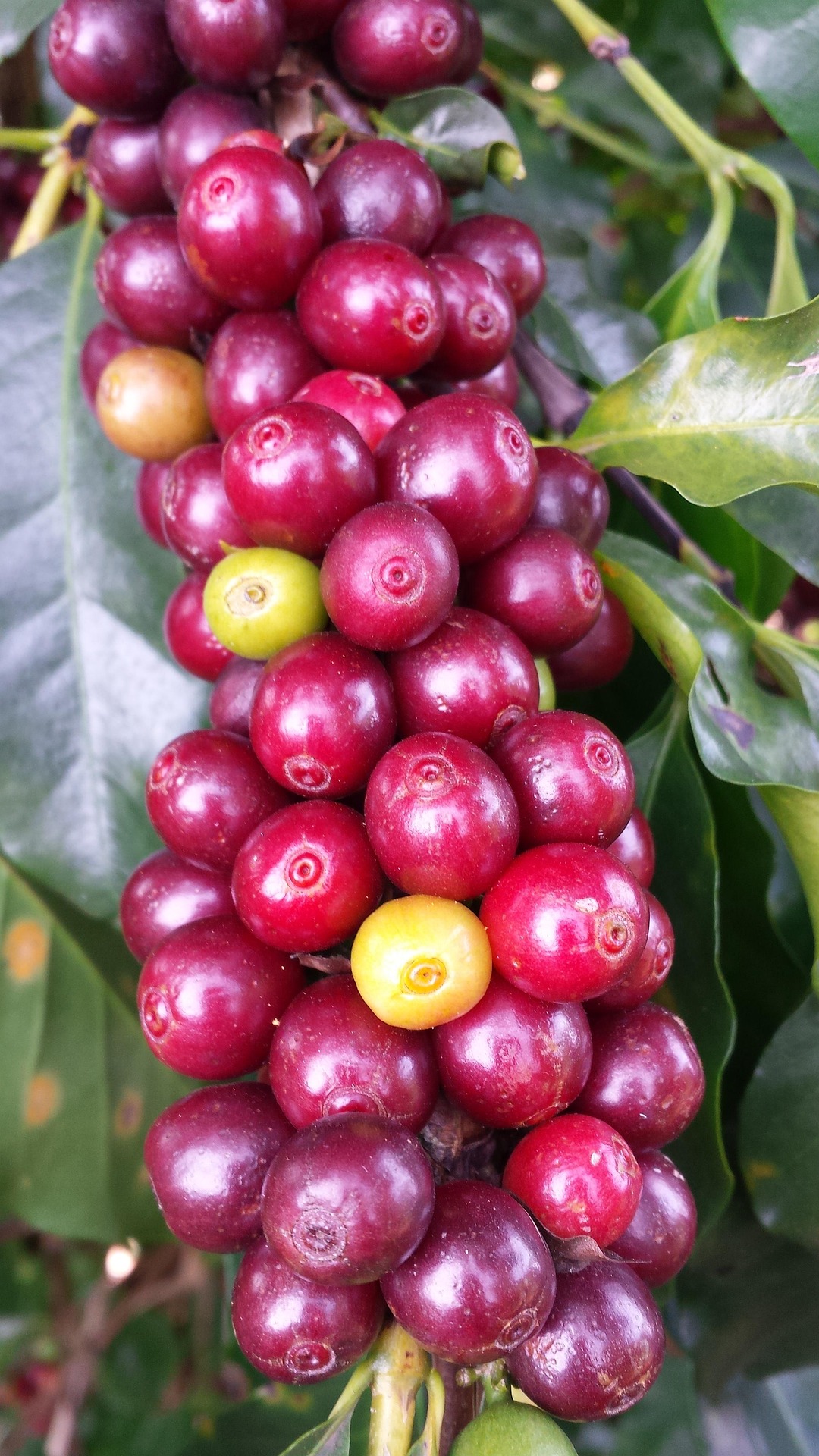 Farmers tending coffee plants on a hillside